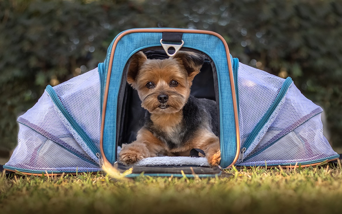 Bolsa Pet Expansível Transporte Cão e Gato Luxo - Meepets Foto de um cachorro dentro de uma bolsa para pet azul