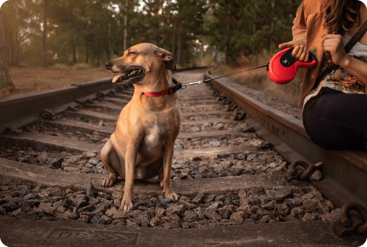Guia Retrátil 5 Metros para cães e gatos Mee Pets Foto de um cachorro sobre uma linha de trem férrea usando a coleira retrátil da Mee Pets.