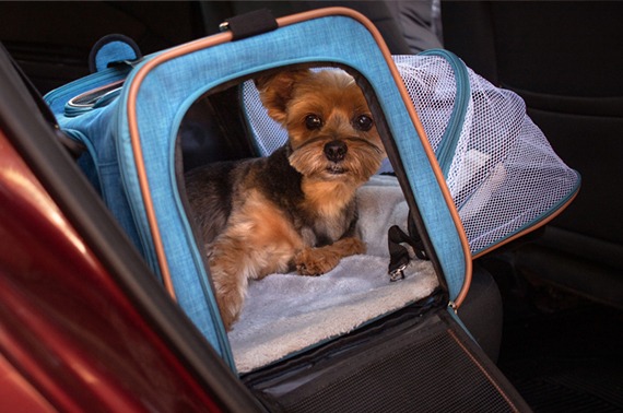 Bolsa Pet Expansível Transporte Cão e Gato Luxo - Meepets Foto de um cachorro dentro da bolsa Pet Expansível para Transporte