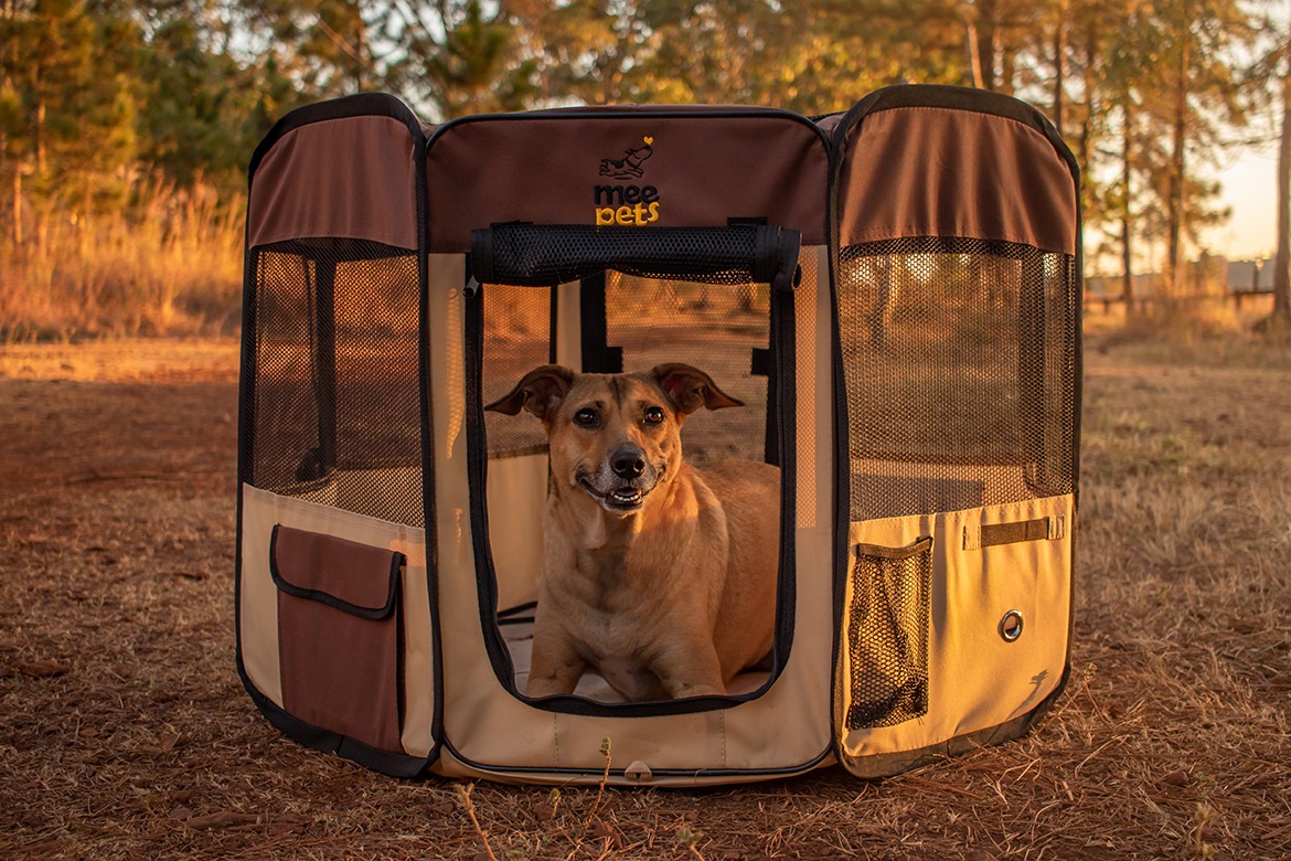 Casinha Cercadinho Portátil Dobrável para Cães Gatos - Mee Pets Foto de um cachorro dentro de uma casinha portátil e dobrável