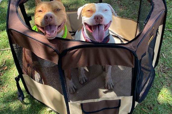 Casinha Cercadinho Portátil Dobrável para Cães Gatos - Mee Pets foto de dois cachorros dentro da casinha dobrável portátil