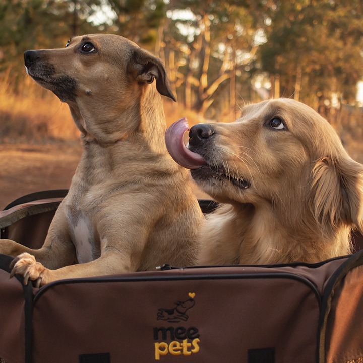 Acreditamos que pet feliz é aquele que pode ser bicho de verdade. Foto de dois cachorro acomodados na Casinha Cercadinho Portátil Dobrável Mee Pets
