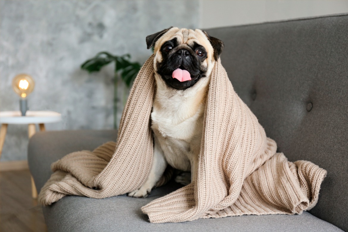 Cachorro no inverno: Quais os cuidados devo tomar? Cachorro deitado no sofá com um cobertor creme