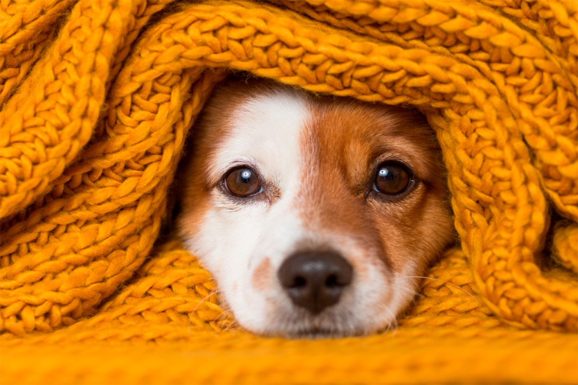 Cachorro no inverno: Quais os cuidados devo tomar? Cachorro no inverno cuidados devo tomar