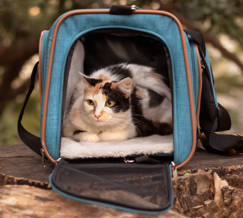 Gatinho-na-bolsa-sobre-nós-500x448 Gatinho-na-bolsa-sobre-nós-500x448